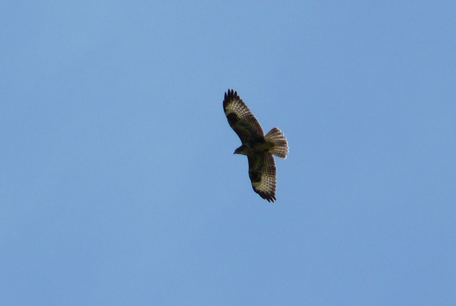 Qualche uccello da identificare